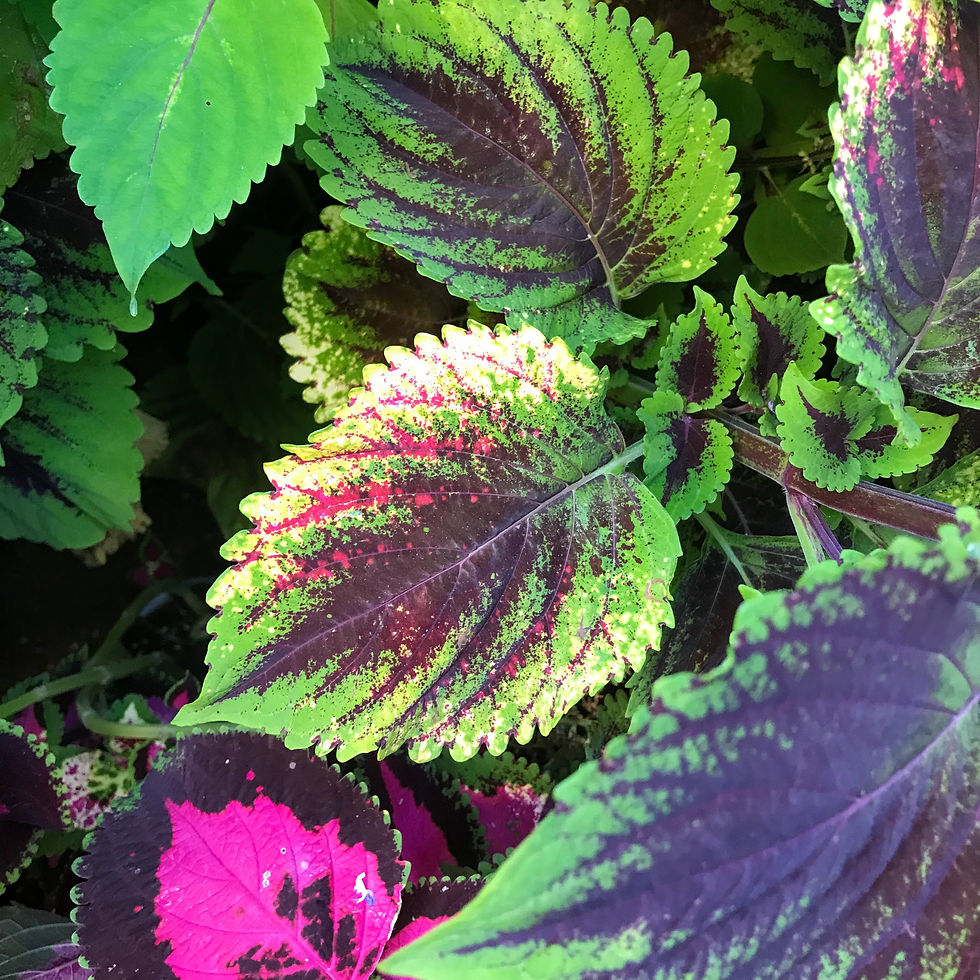Thumbnail: Coleus (seeds) Borealis