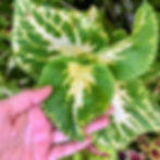 Giant Exhibition Lime Citrus Coleus Seeds