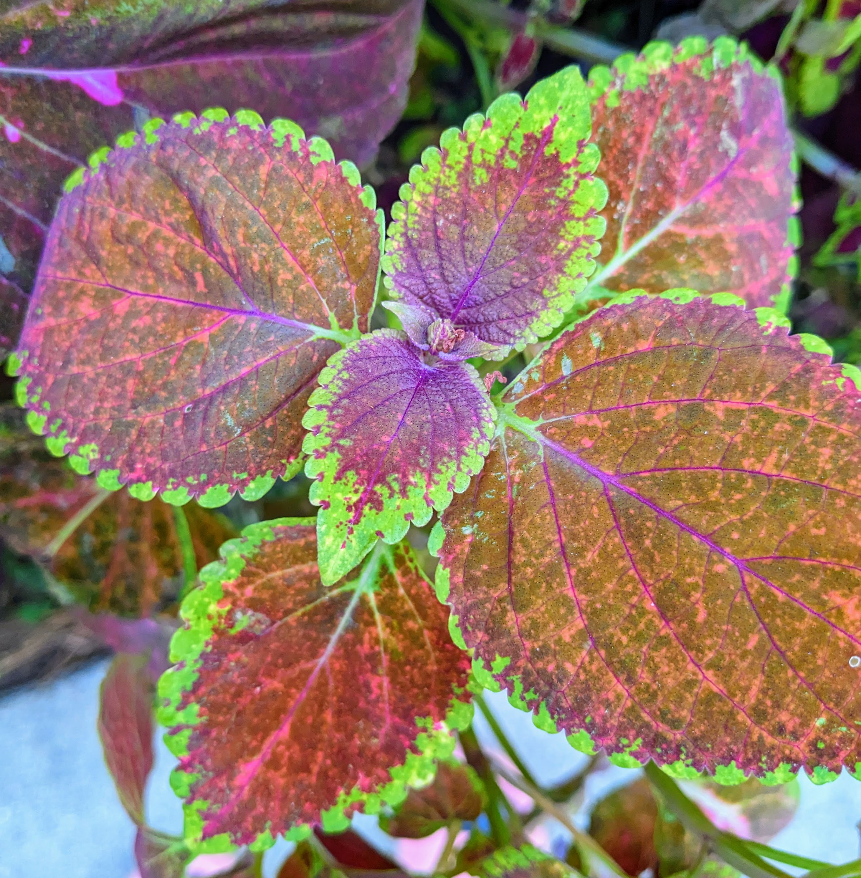 Discover the vibrant beauty of coleus rustic orange seeds. Perfect for home decor, these seeds offer stunning bicolor foliage