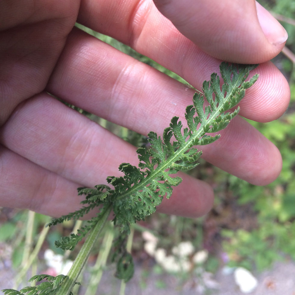 Thumbnail: Organic Yarrow Leaves Dried, Home-grown, Hand-Picked, Air-Dried