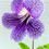 Thumbnail: Discover the stunning Streptocarpus Polka Dot Purple, a rare Cape Primrose flower perfect for home decor. Enjoy vibrant bloom
