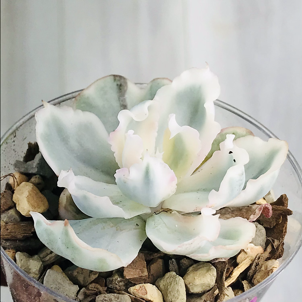 Thumbnail: Echeveria Berkeley Light
