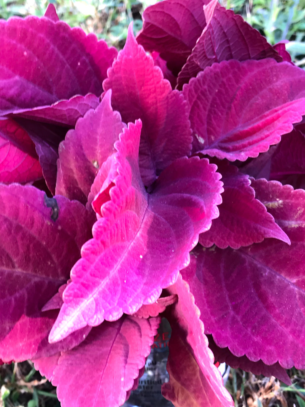 Thumbnail: Coleus Redhead