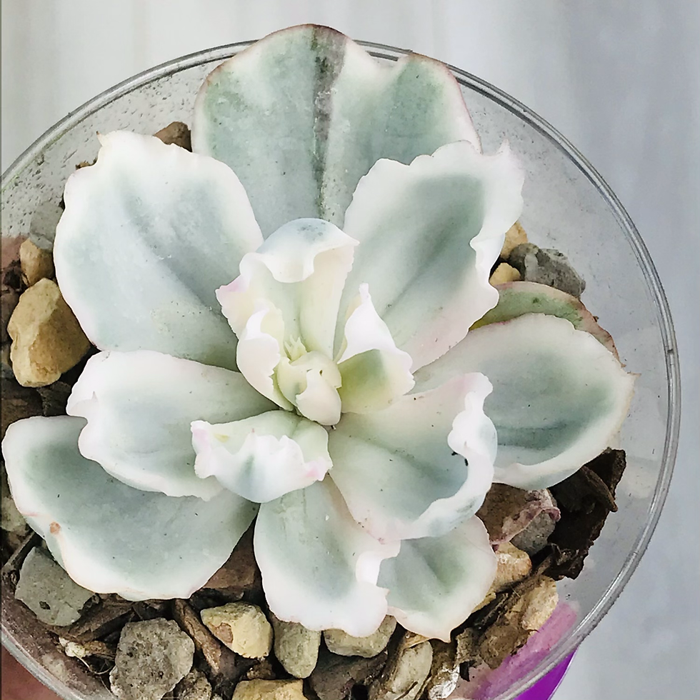 Thumbnail: Echeveria Berkeley Light