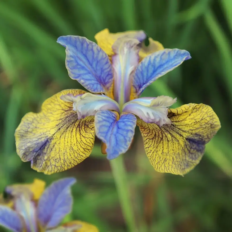 Iris Tipped In Blue (rhizome) Siberica Siberian Iris Live Plant, Deep Blue Bloom