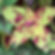 Coleus (seeds) Fairway Mosaic non-GMO