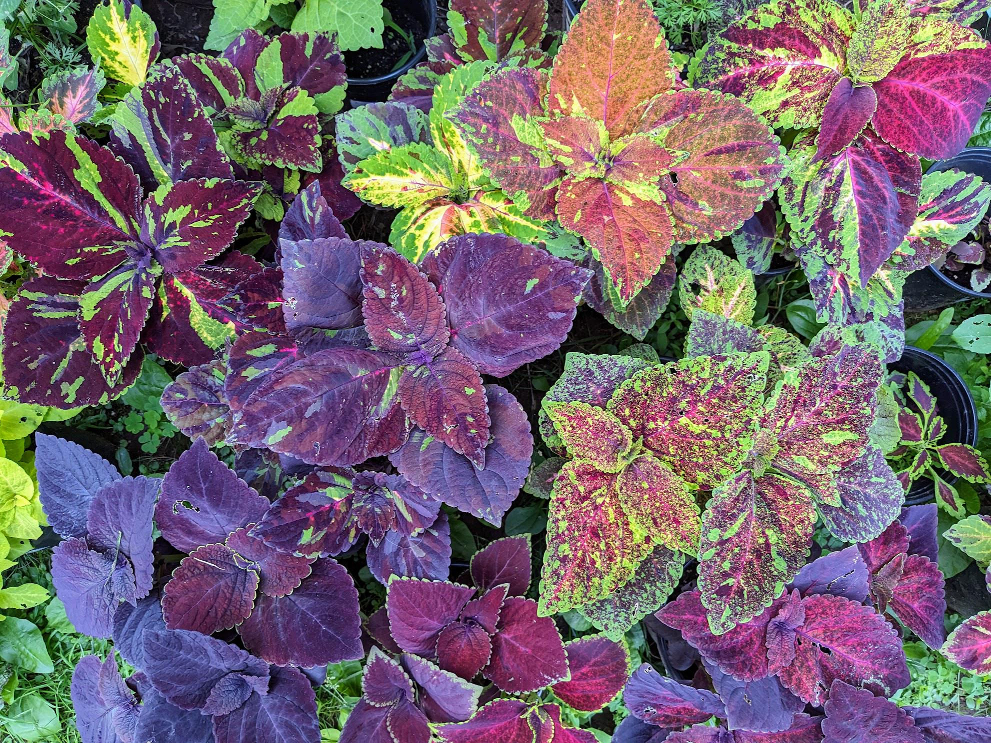 Coleus (seeds) Pinto Mix
