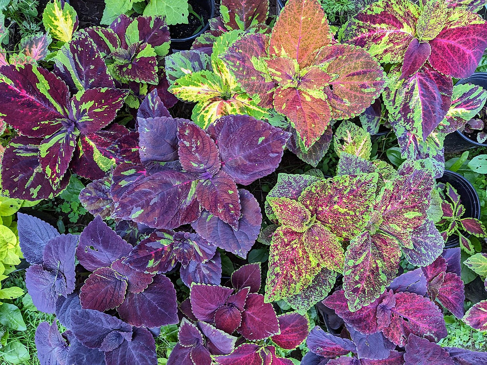 Coleus (seeds) Pinto Mix