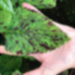 Discover the beauty of Giant Exhibition Marble Coleus! Perfect for home decor, these seeds offer vibrant foliage for shade.