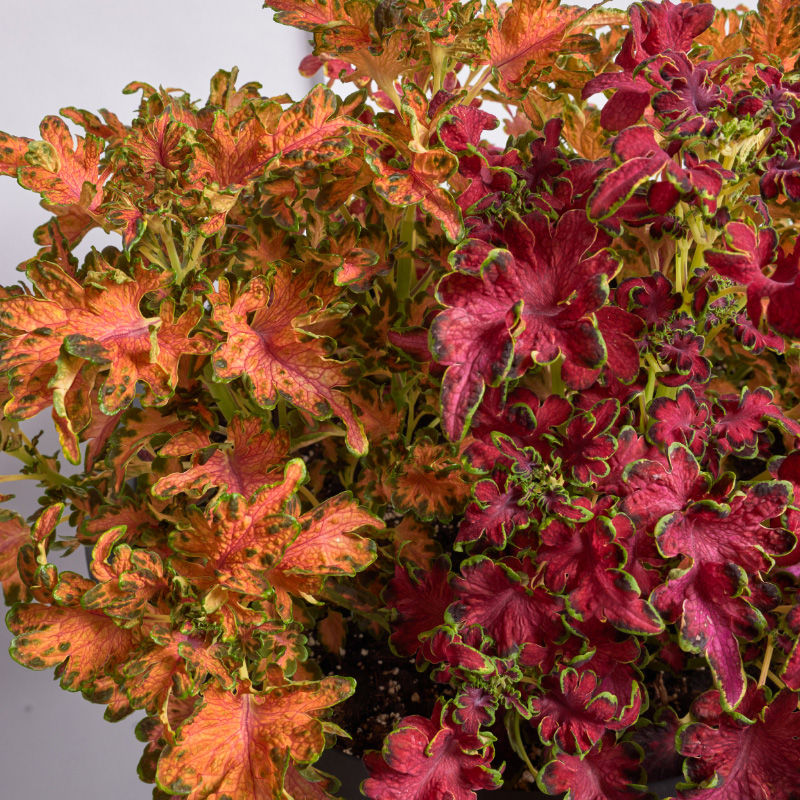 Discover how to grow Colocha Sunset Coleus with ease. Learn care, propagation, and design tips for vibrant Colocha Sunset Coleus displays.