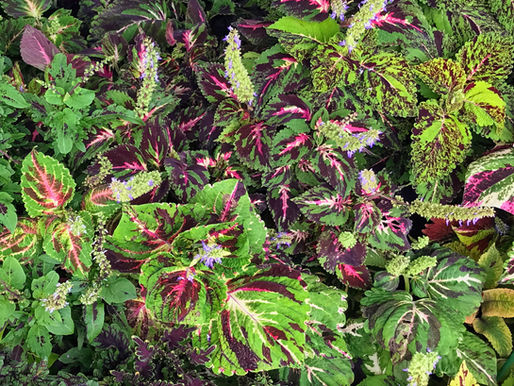 Month-by-Month Coleus Care Calendar: Your Complete Annual Guide