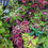 Thumbnail: Coleus Kong Mix seeds for sale! This premium collection features giant leaves and vibrant colors. Buy Coleus Kong Mix now!
