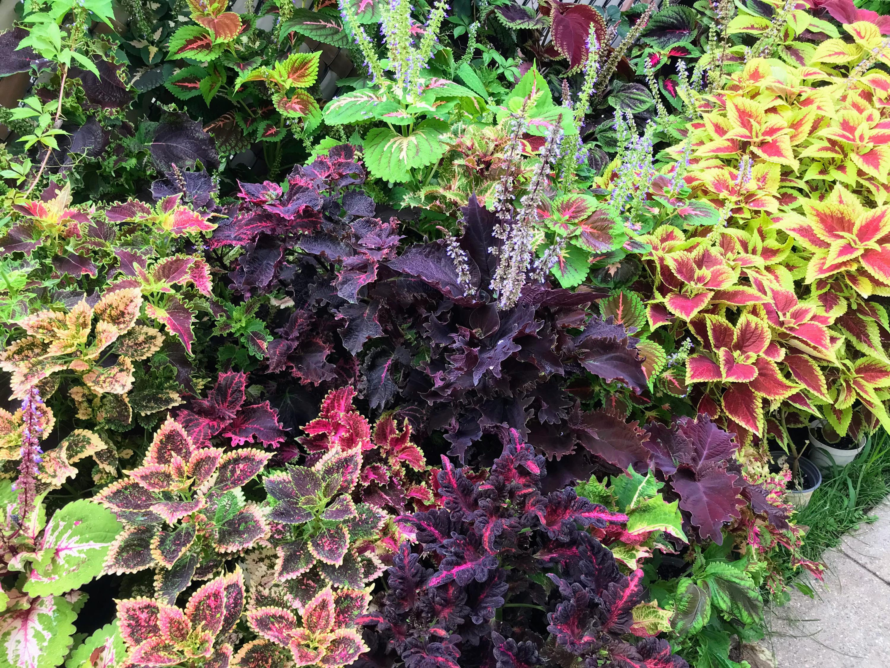 Coleus (seeds) Full Sun Mix