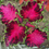 Thumbnail: Coleus (seeds) Rococo Mix