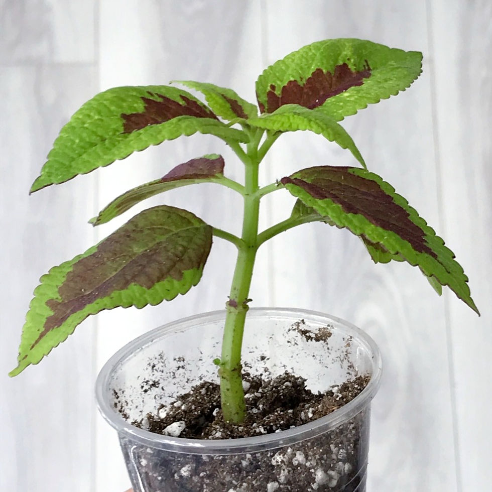 Thumbnail: Coleus Defiance