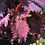 Thumbnail: Coleus (seeds) Grand Pomegranate
