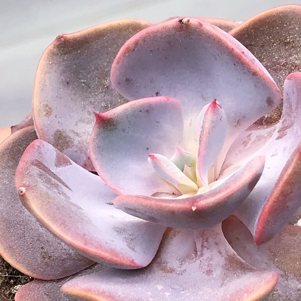 Thumbnail: Echeveria Dusty Rose Purple