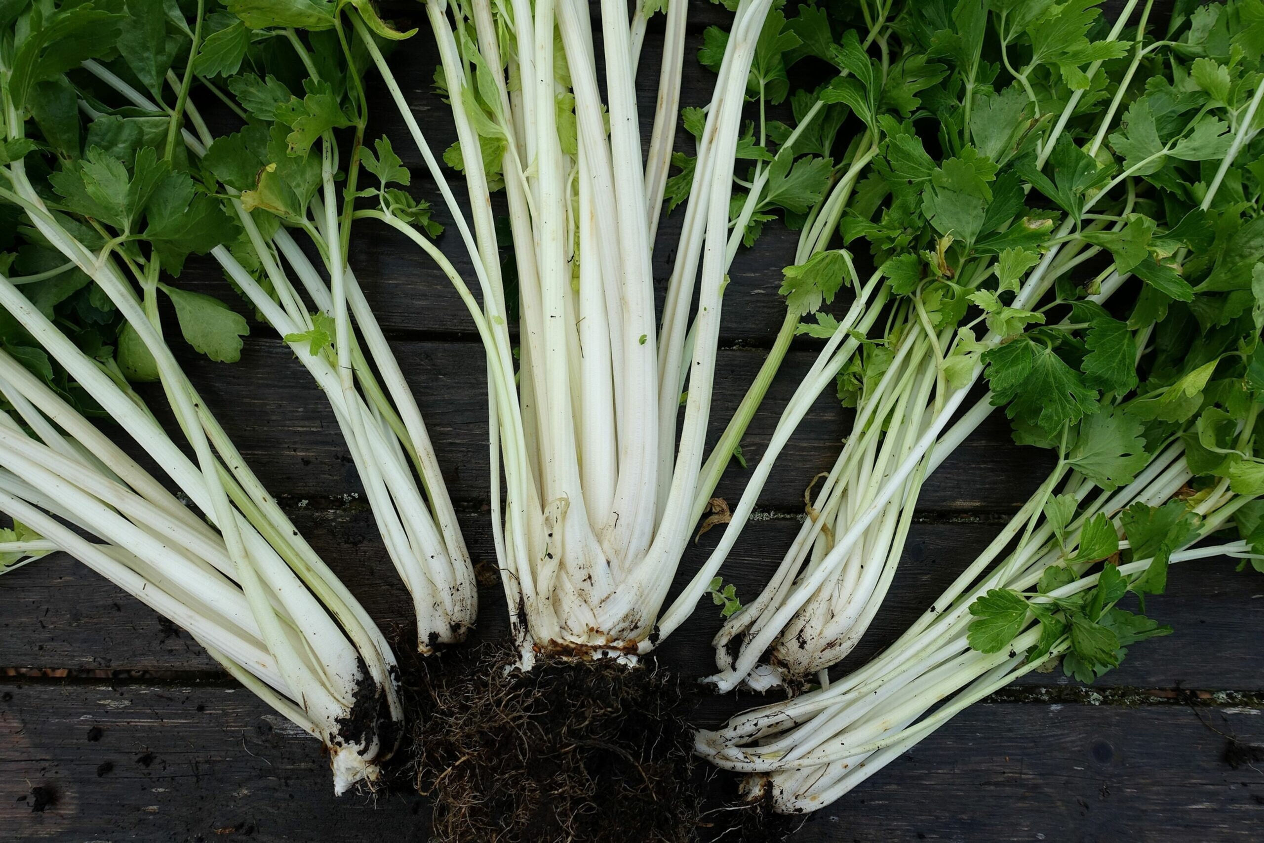 Celery (seeds) Chinese White Tasty Leaf Vegetable Fresh Edible Live Plant Rare