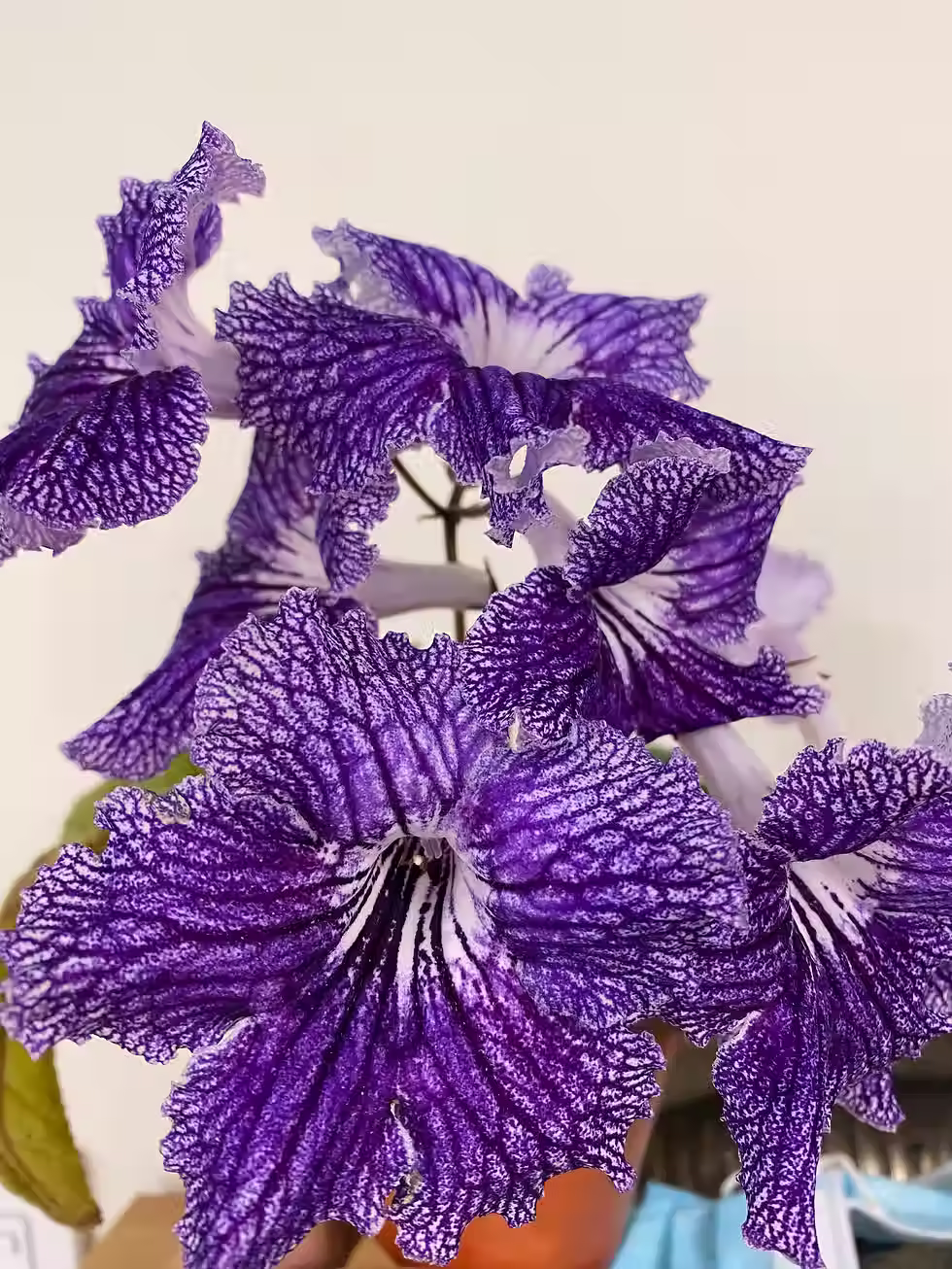 Thumbnail: Discover the stunning Streptocarpus Polka Dot Purple, a rare Cape Primrose flower perfect for home decor. Enjoy vibrant bloom