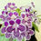 Thumbnail: Streptocarpus Ladyslippers Grape Ice Live Starter Plant Easy-to-Grow Rare Indoor