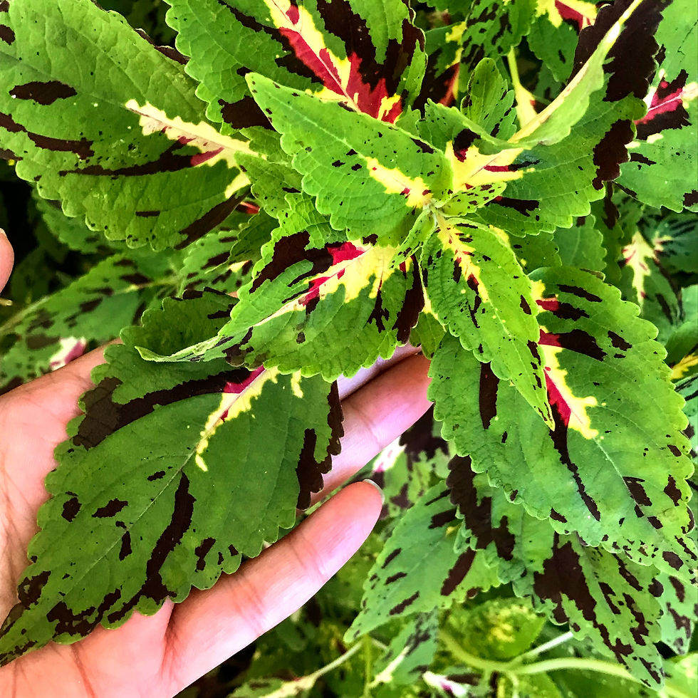 Thumbnail: Coleus Calipsa