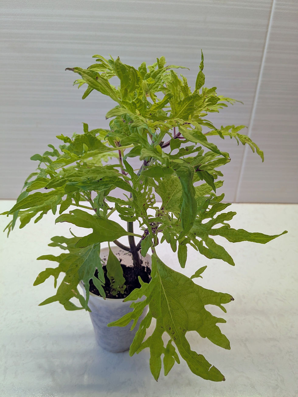 Thumbnail: Buy Coleus Golden Anemone live starter plant! Perfect for home decor, this vibrant foliage thrives indoors or outdoors.