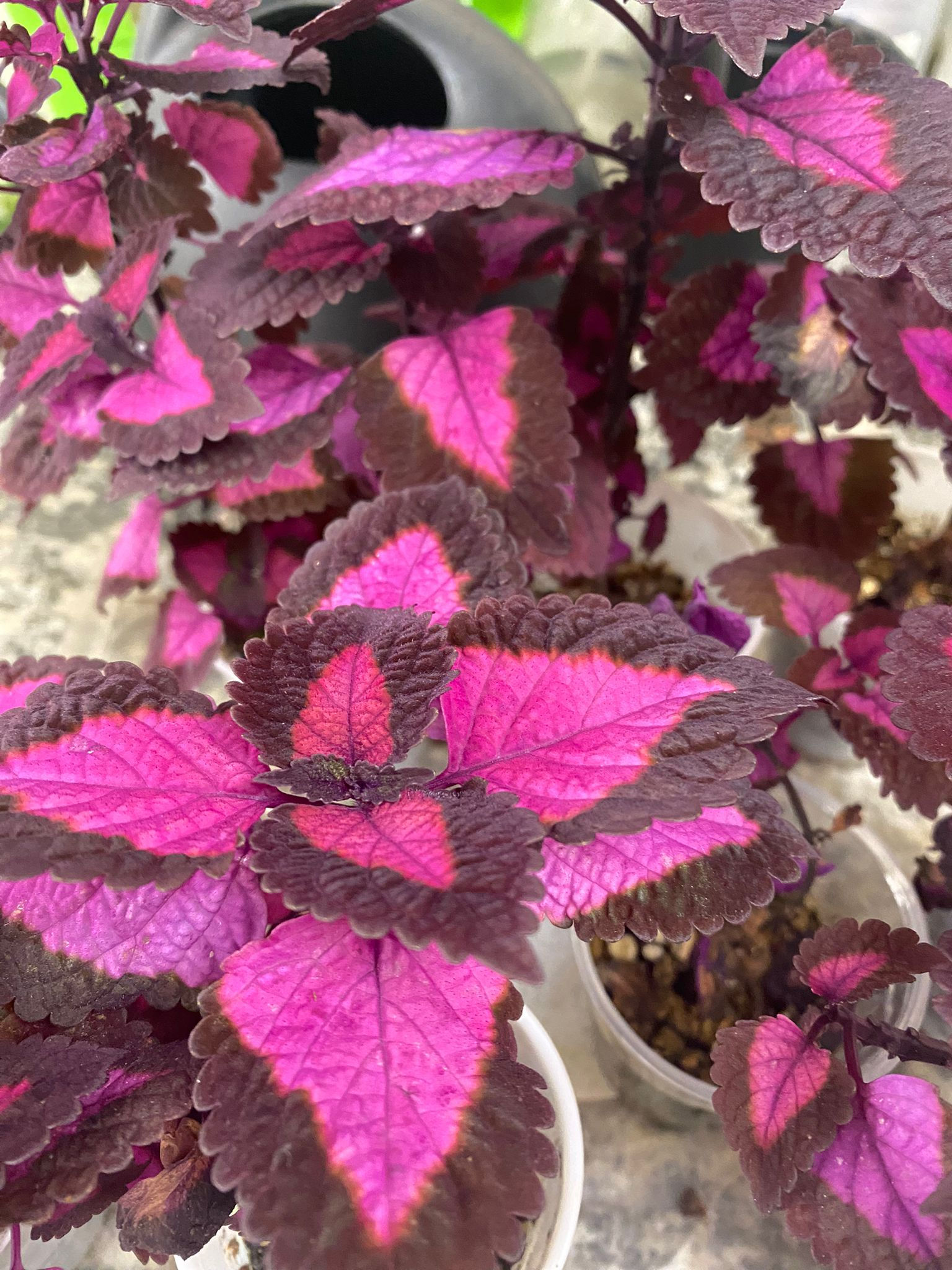 Discover the vibrant China Rose Coleus with stunning burgundy leaves and pink centers.
