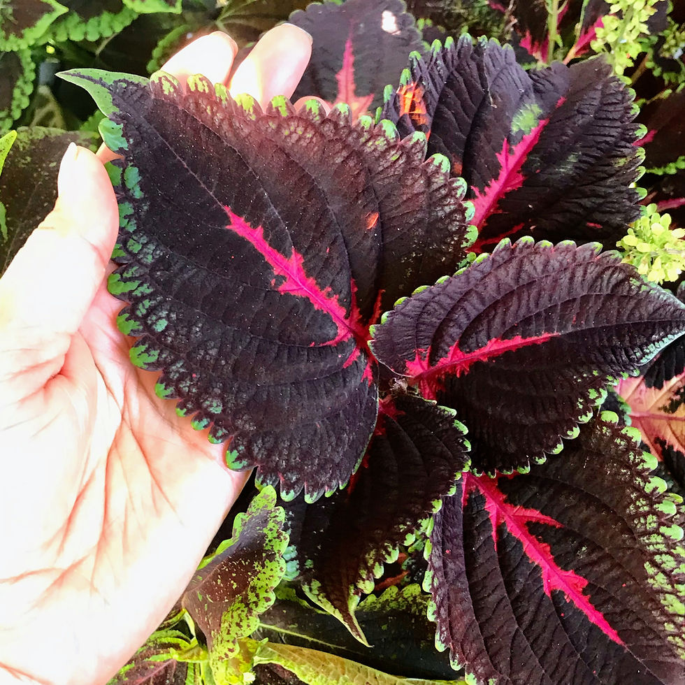 Thumbnail: Coleus (seeds) Burgundy Torch