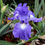 Thumbnail: Discover the exquisite Bearded Iris (rhizome) Speeding Again, a rare reblooming variety with ruffled purple-lavender blooms.