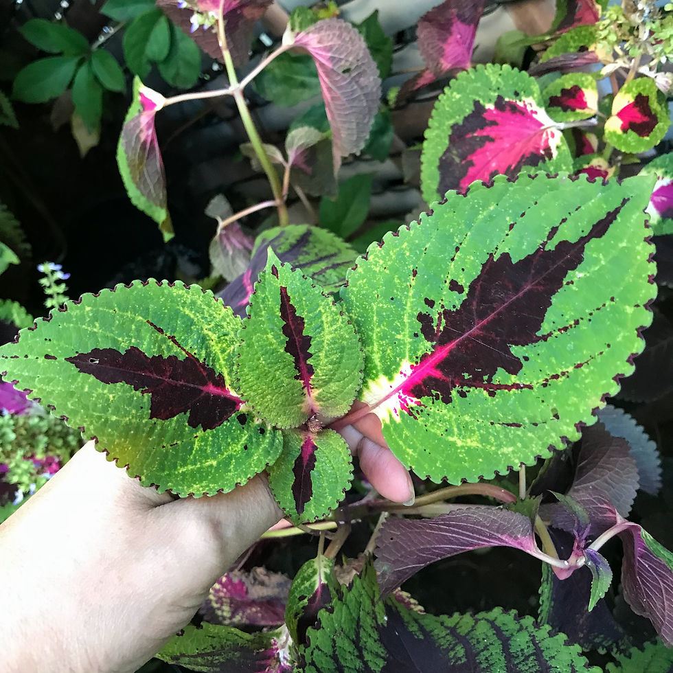 Thumbnail: Coleus (seeds) Purple Zig-Zag