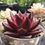 Thumbnail: Echeveria Red Plum