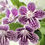 Thumbnail: Streptocarpus Ladyslippers Grape Ice Live Starter Plant Easy-to-Grow Rare Indoor