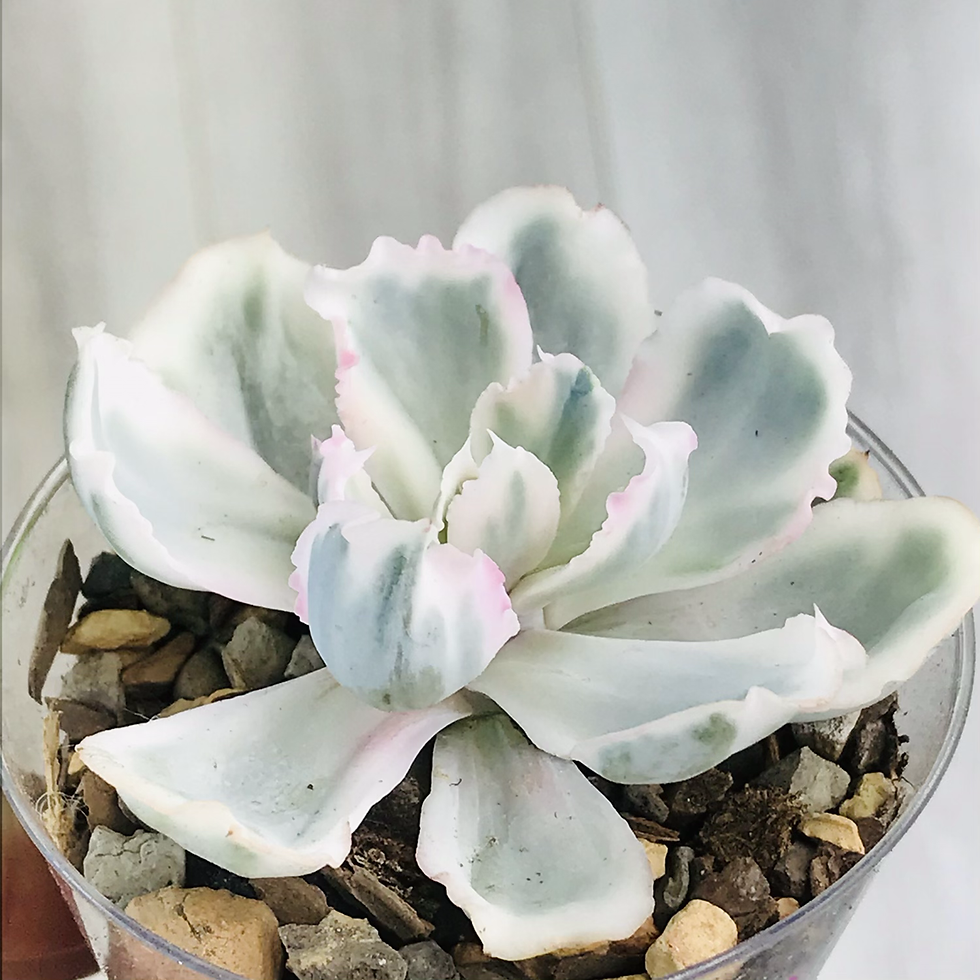 Thumbnail: Echeveria Berkeley Light