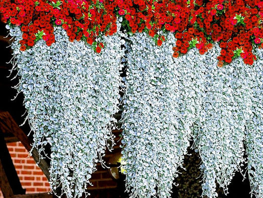 Mastering Dichondra Silver Falls: Essential Tips and Tricks for Success