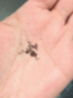 Discover the aromatic delight of Thyme Seeds! Perfect for cooking, tea, and garden decor. Easy to grow and a classic culinary