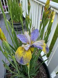 Thumbnail: Iris Tipped In Blue (rhizome) Siberica Siberian Iris Live Plant, Deep Blue Bloom