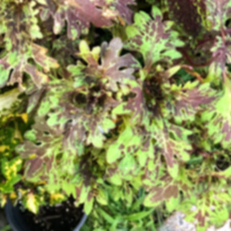 Discover the vibrant Coleus Butterfly live plant, perfect for home decor.