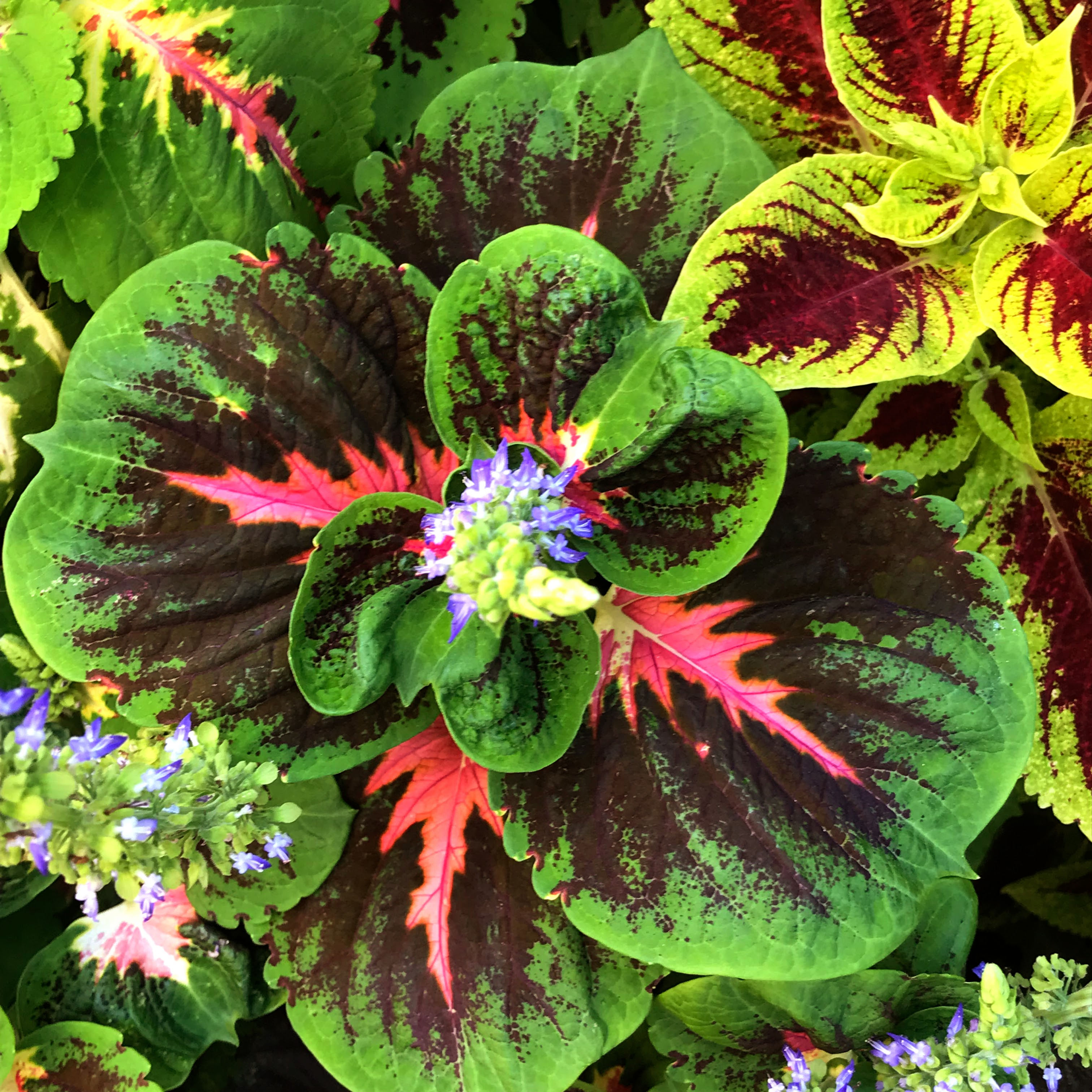 Coleus (seeds) Water Lily Pink