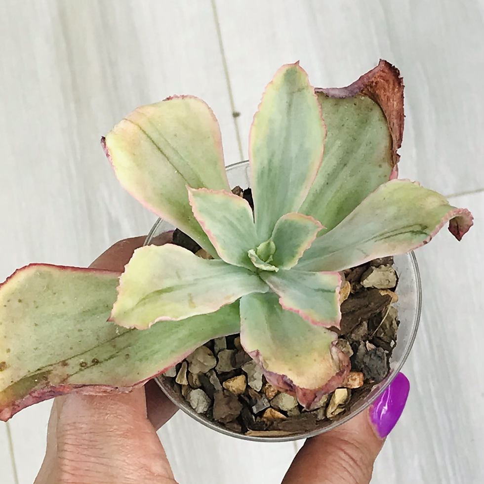 Thumbnail: Echeveria Flying Frills