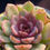 Thumbnail: Echeveria Mirine