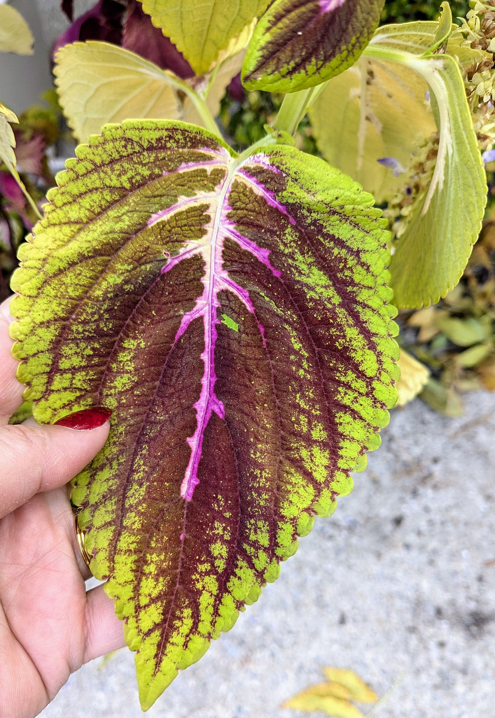 Thumbnail: Coleus Kong Mix seeds for sale! This premium collection features giant leaves and vibrant colors. Buy Coleus Kong Mix now!