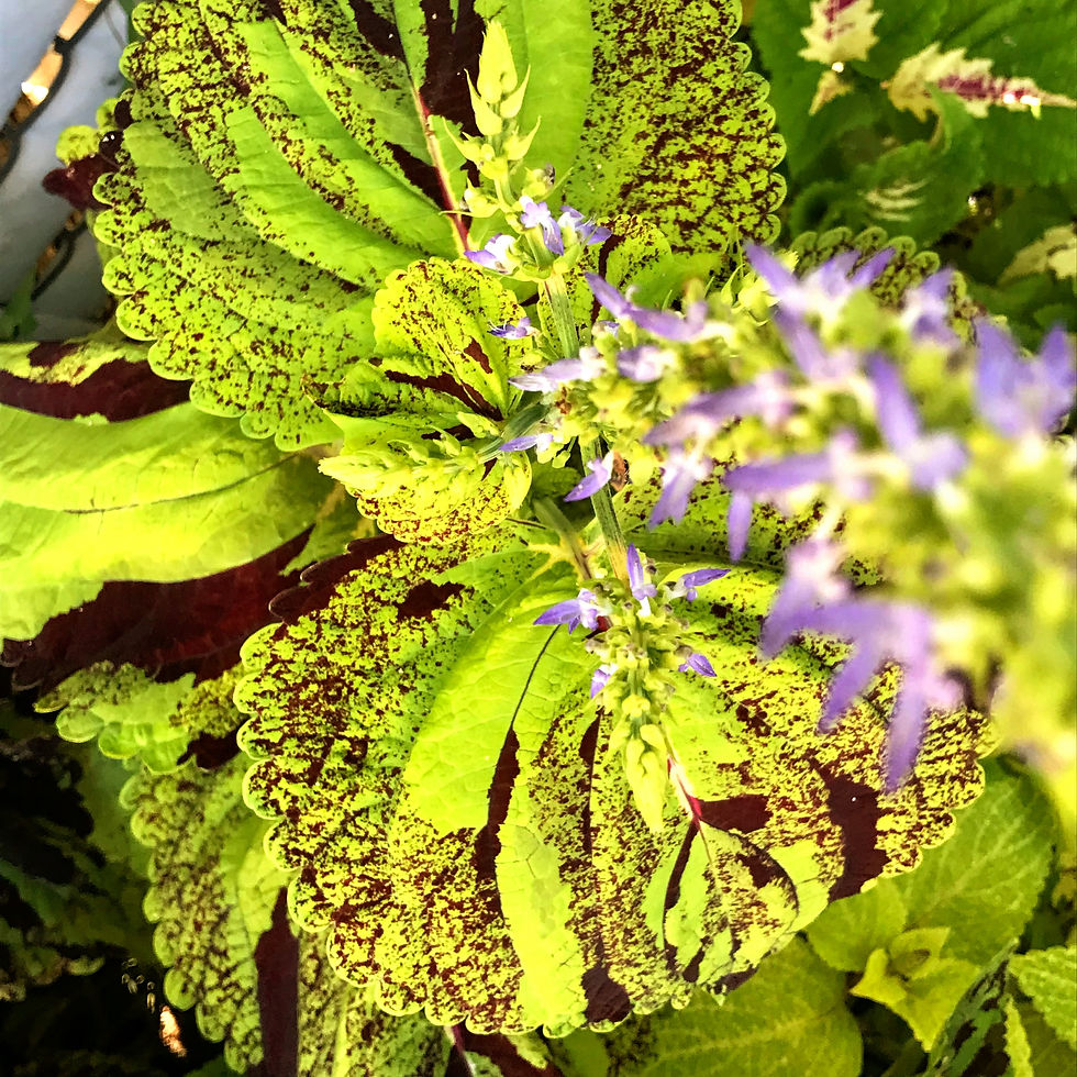 Thumbnail: Coleus (seeds) Mosaic Marble