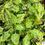 Thumbnail: Coleus (seeds) Apollo