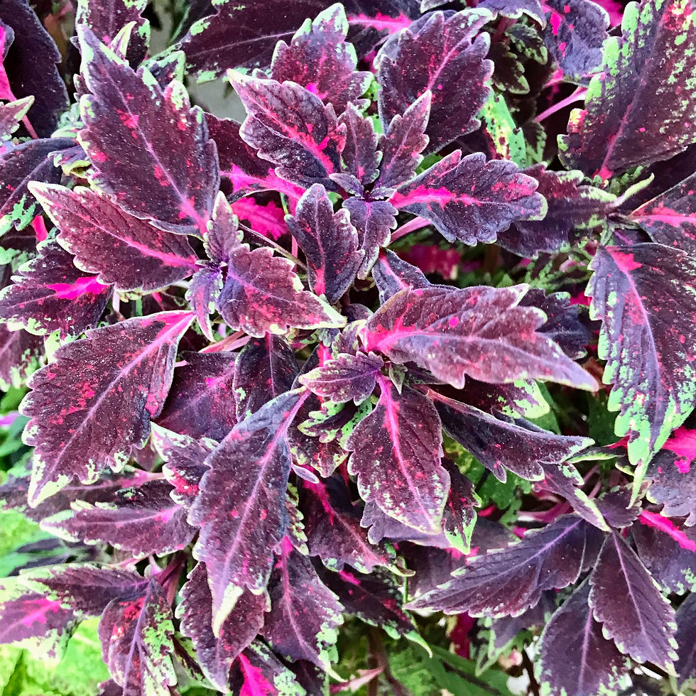Coleus seeds Chaotic Rose for sale