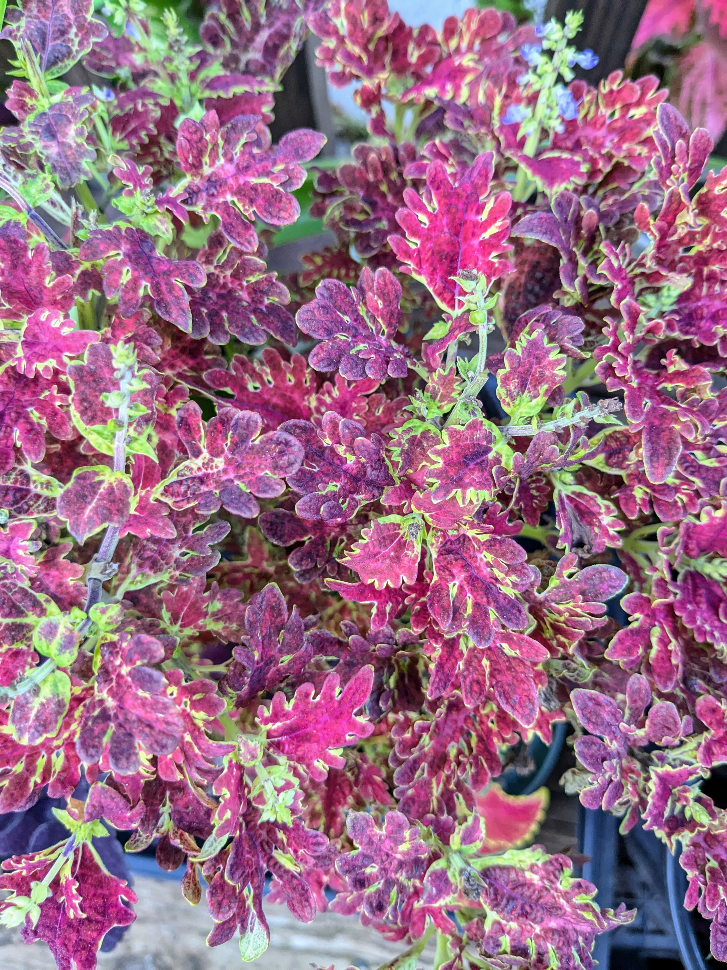 Coleus Jupiter seeds for sale