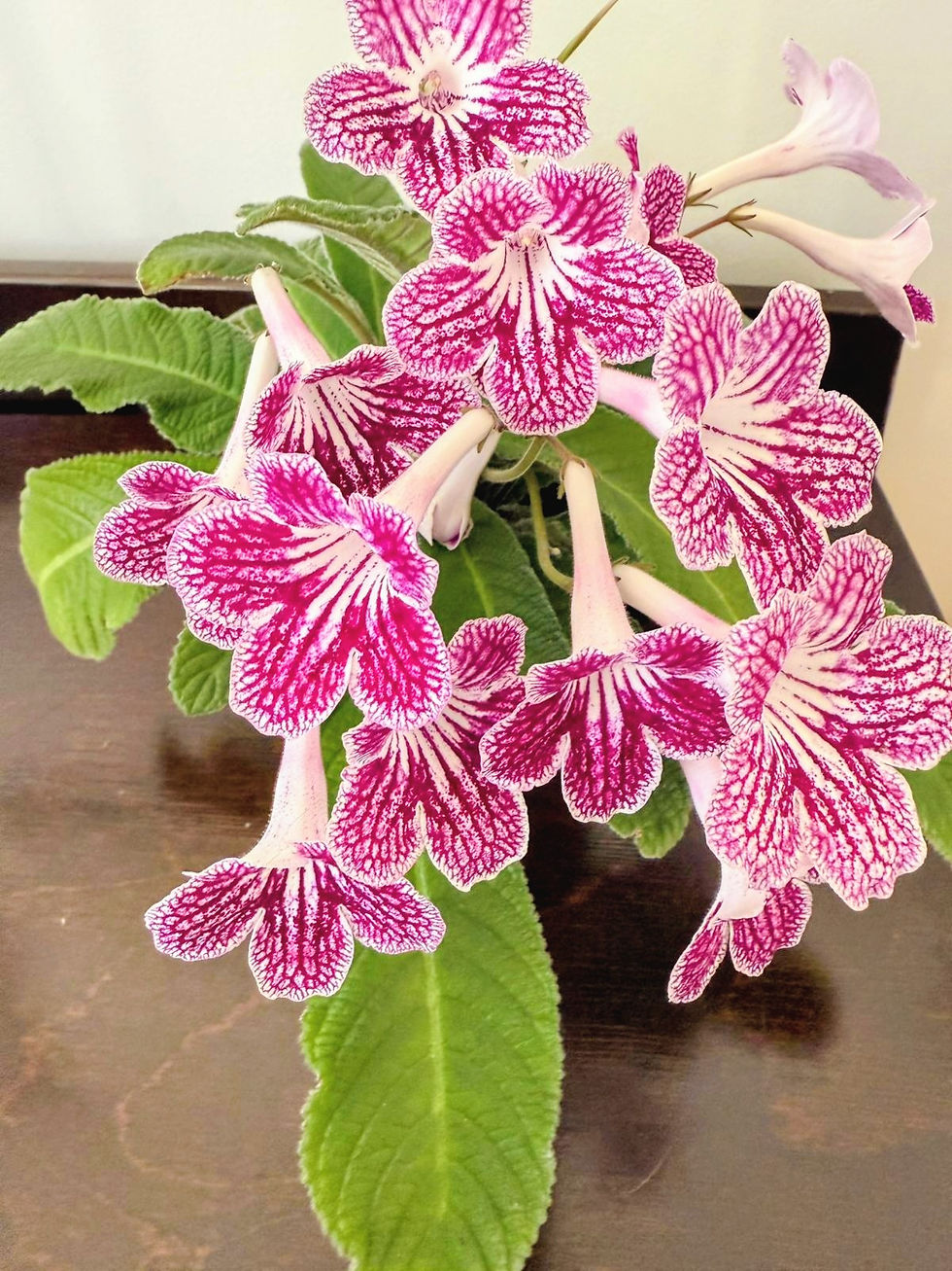 Streptocarpus Ladyslippers Cherry Ice Live Starter Plant, Easy-Grow Rare Indoor Houseplant, Bicolor Red Blooms Gesneriad Cape