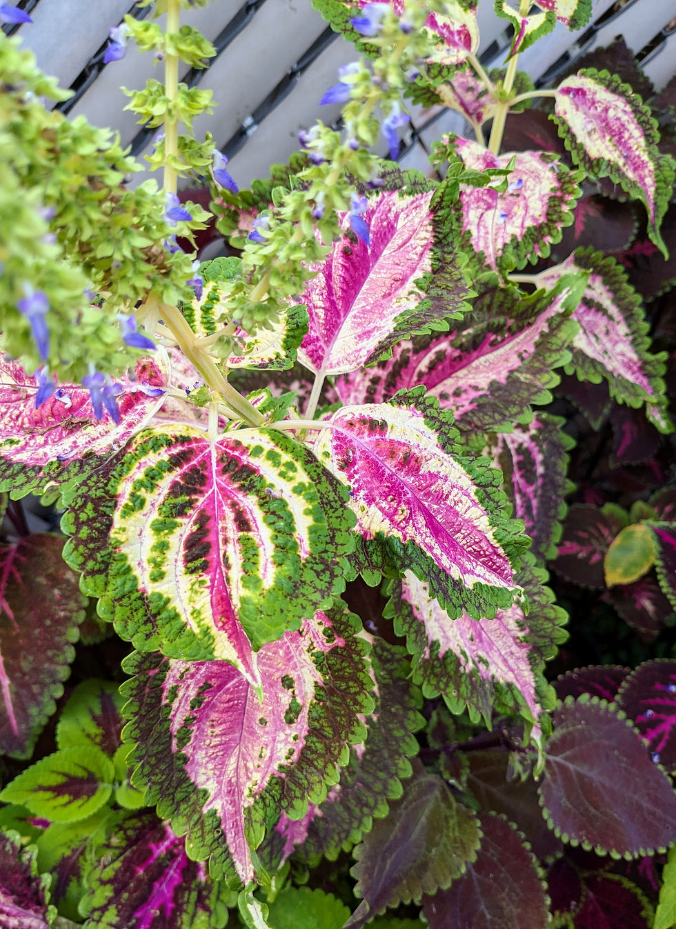 Thumbnail: Coleus (seeds) Molten Lava