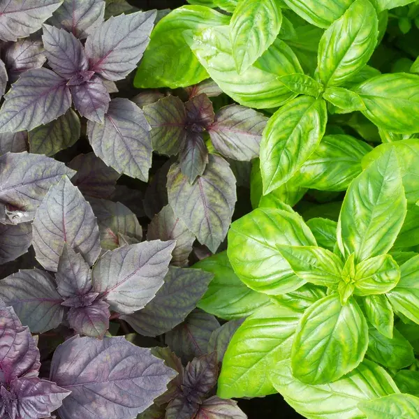 Thumbnail: Basil (seeds) Black Central Asia Rayhon Reyhan Fragrant Dark Purple Heirloom