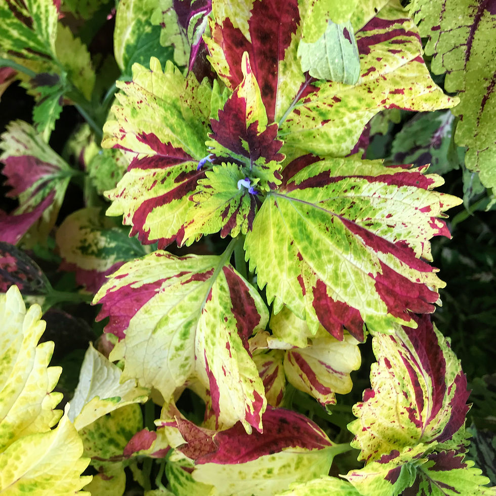 Thumbnail: Coleus (seeds) Clown Jabot
