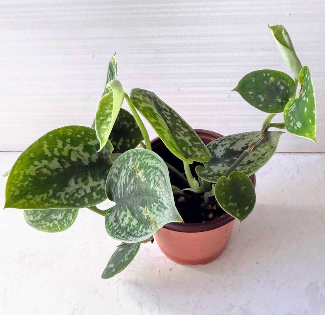Satin Pothos Scindapsus Live Plant Pictus Argyraeus Silver Vine Trailing